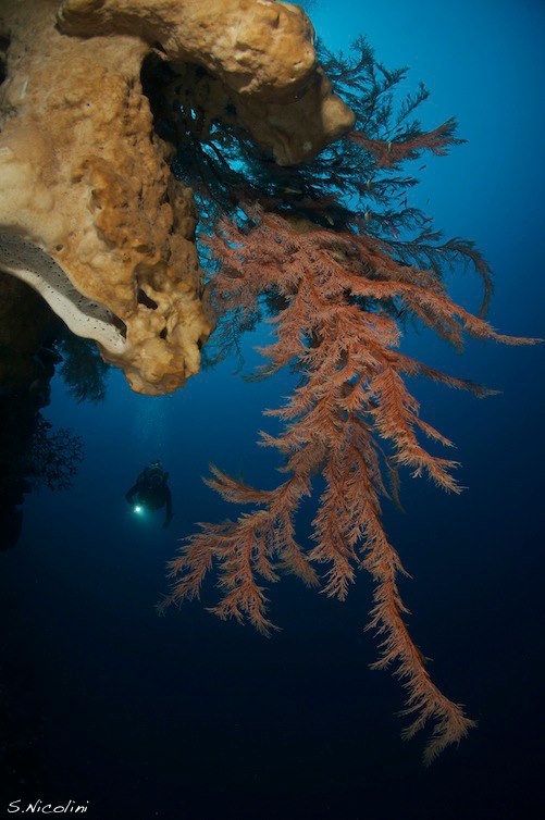 Wall dive at Wakatobi