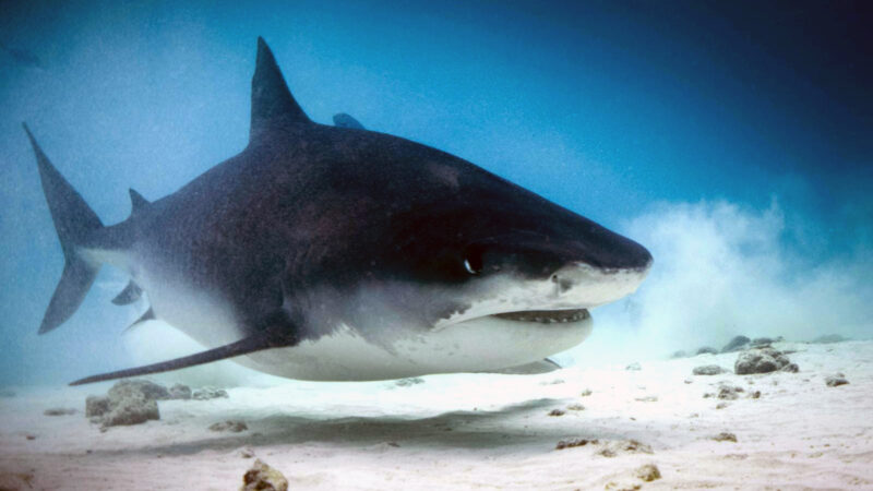 Shark encounters diving the Maldives