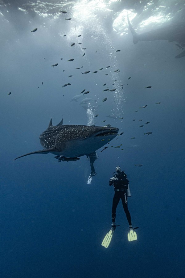 Buceador y tiburón ballena en West Papua