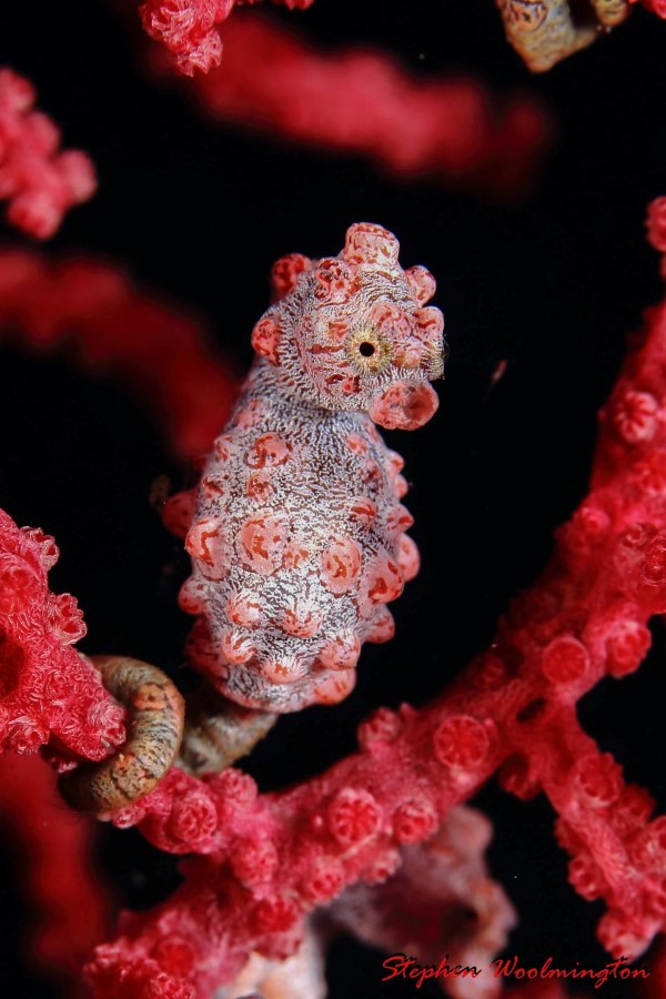 Bargibanti pygmy seahorse discovered by Georges Bargibant