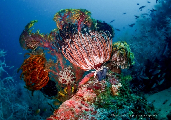 West Papua stunning biodiversity and coral reefs