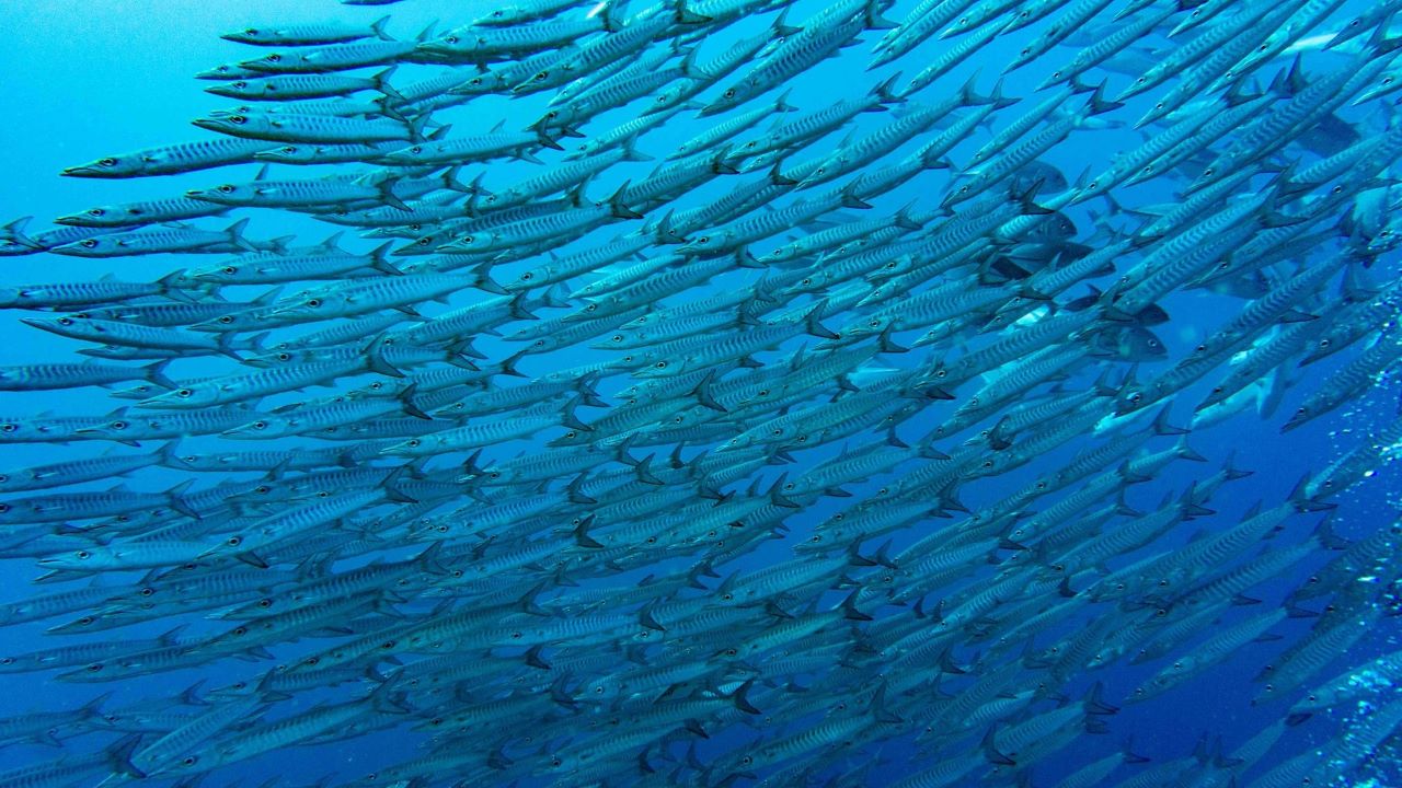 Dive in a whirlpool of Barracuda in Maluku, Banda Sea
