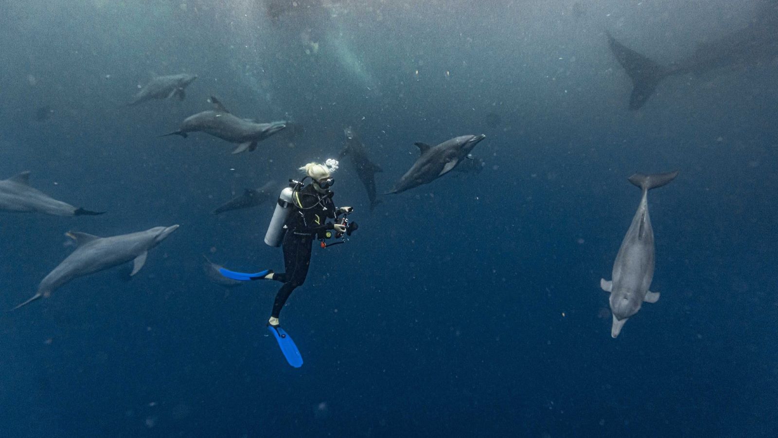 Dive with a pod of dolphins in Indonesia's Bird's Head Seascape