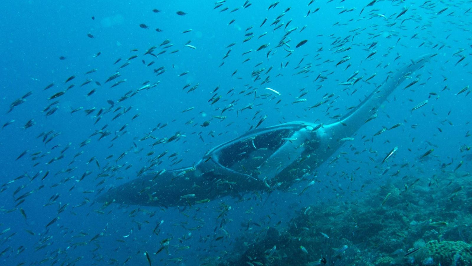 Diving with manta rays in Raja Ampat