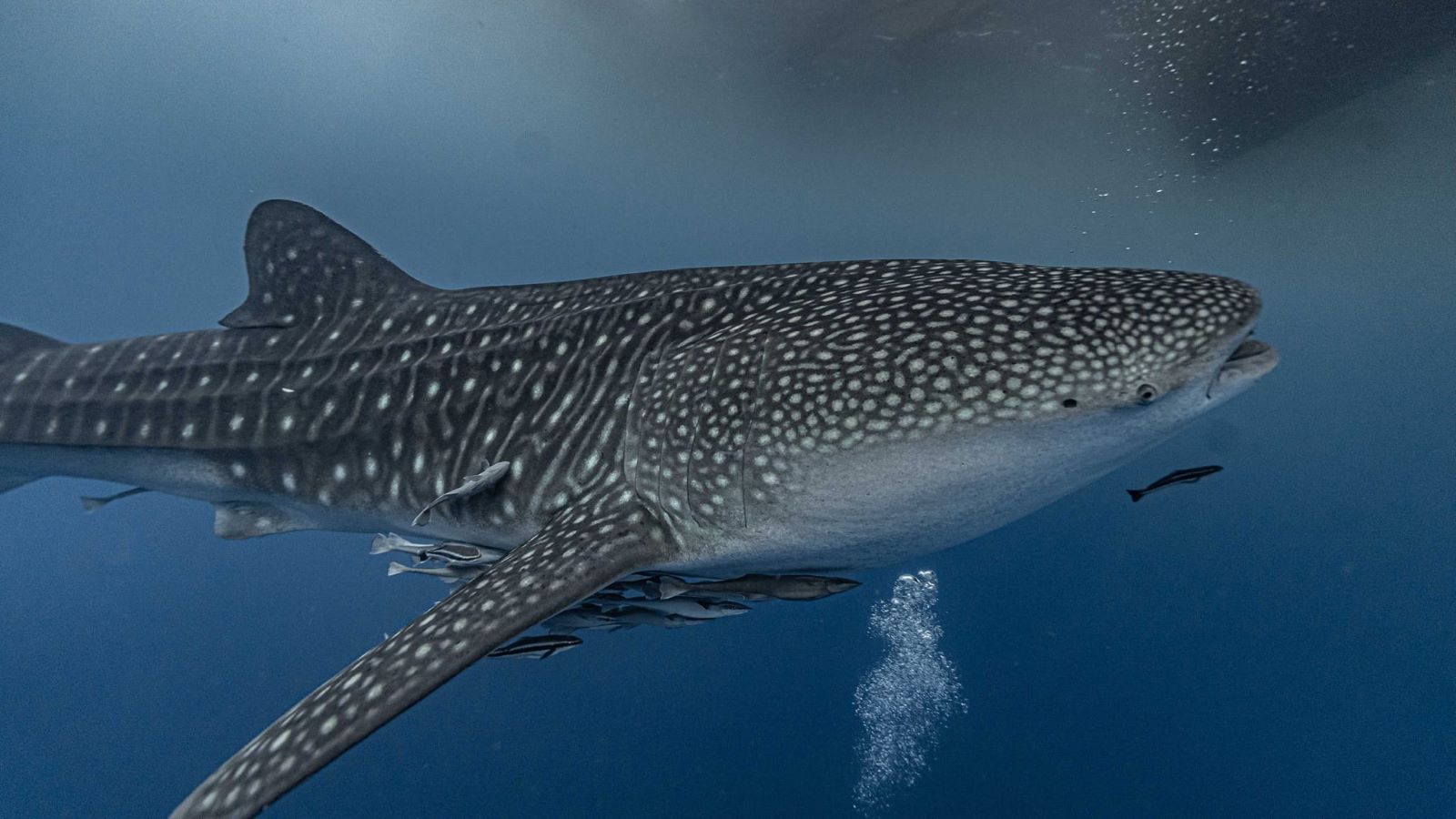 Dive with an aggregation of whale sharks in Cenderawasih Bay, Indonesia