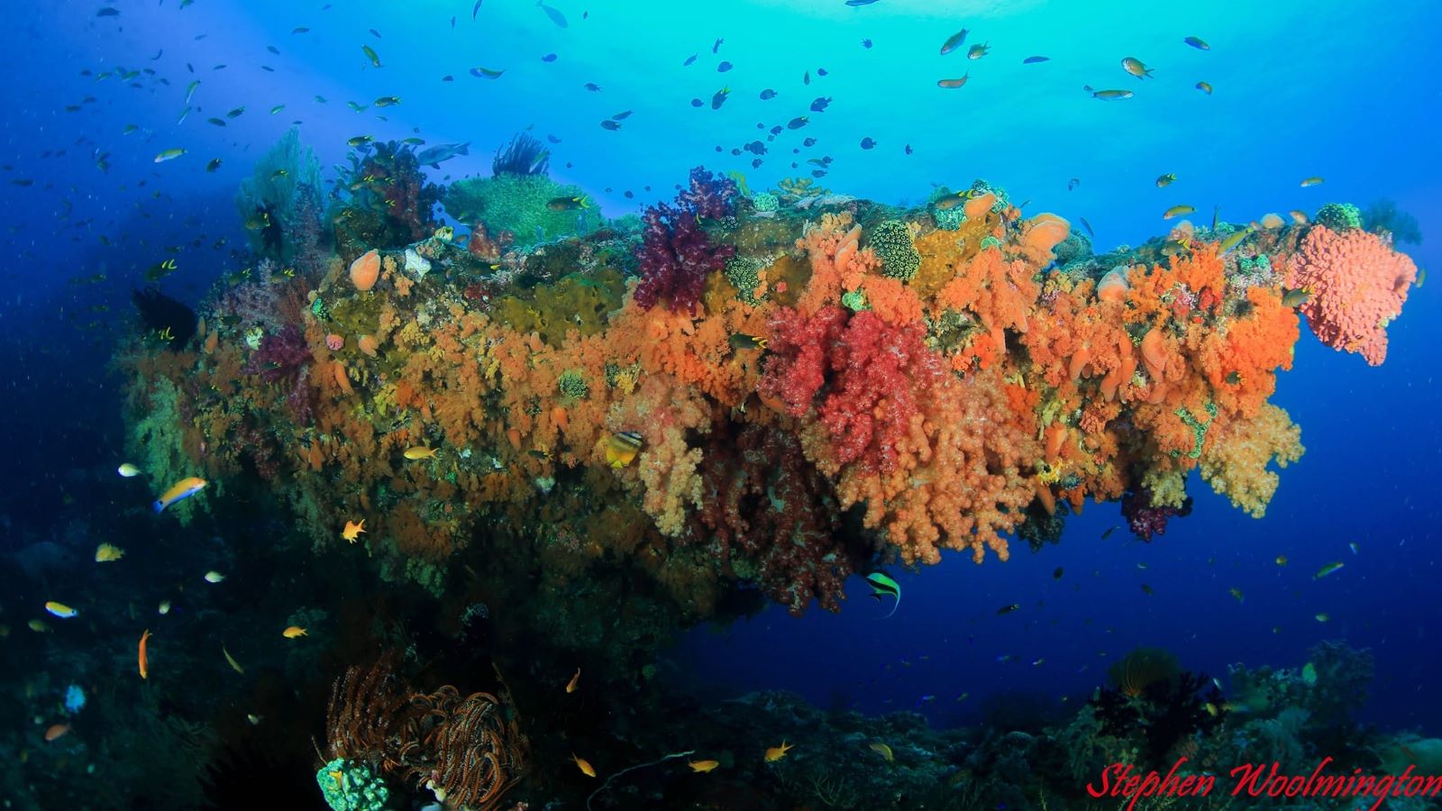 Stunning coral reefs of Triton Bay, West Papua