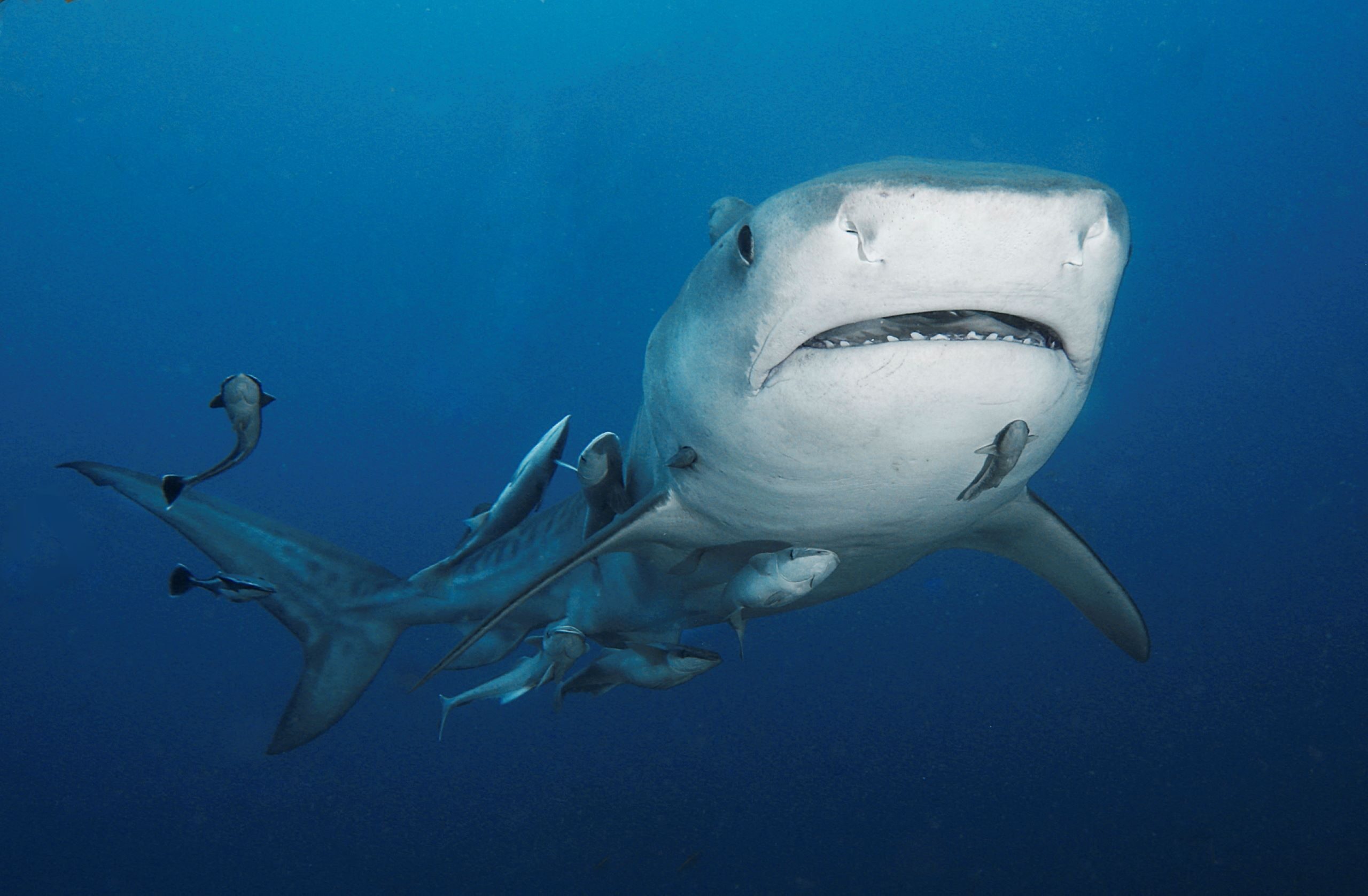 World-class dive destinations